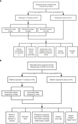 Safety and efficacy of COVID-19 vaccine immunization during pregnancy in 1024 pregnant women infected with the SARS-CoV-2 Omicron virus in Shanghai, China